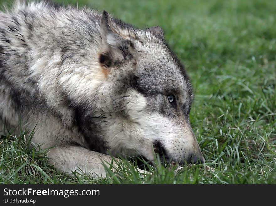 Wolf seating on grass