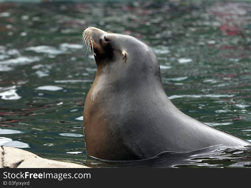 A female  sea lion in profile