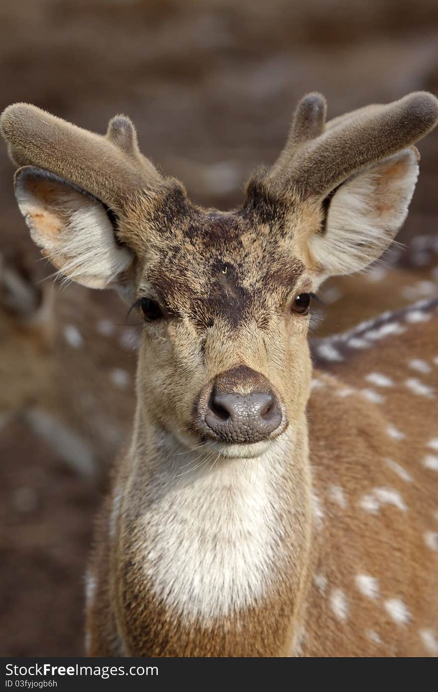 A spotted deer close portrait