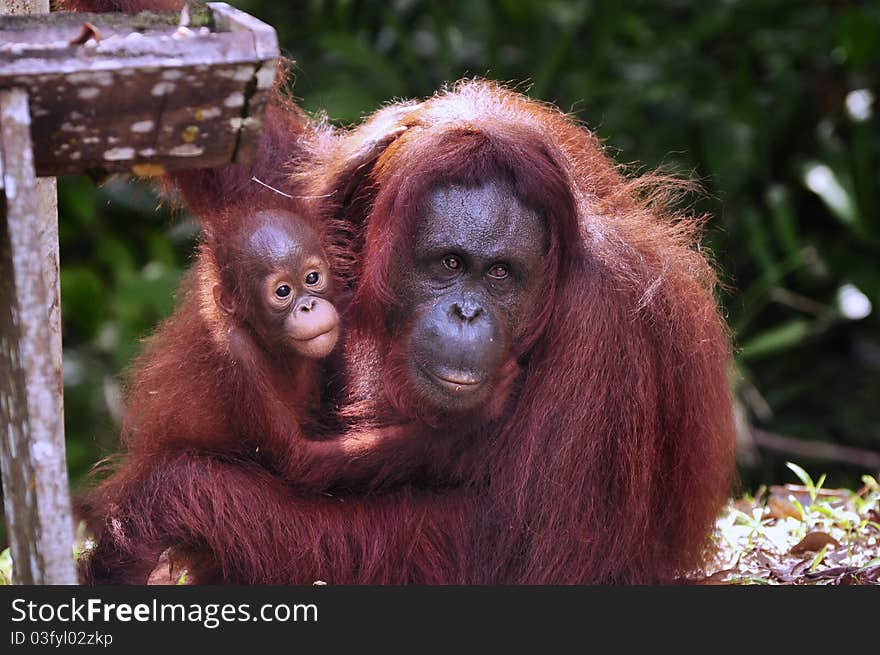 Whatever danger poised or encountered, I will always be there for you. Endangered species, the orangutan are kept in the wildlife center. Whatever danger poised or encountered, I will always be there for you. Endangered species, the orangutan are kept in the wildlife center.