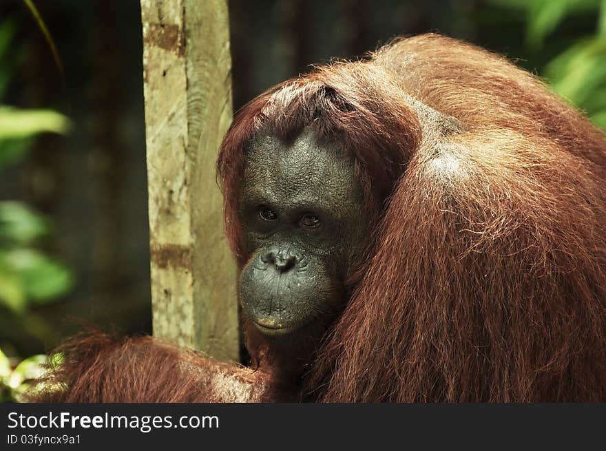 Female Orangutan