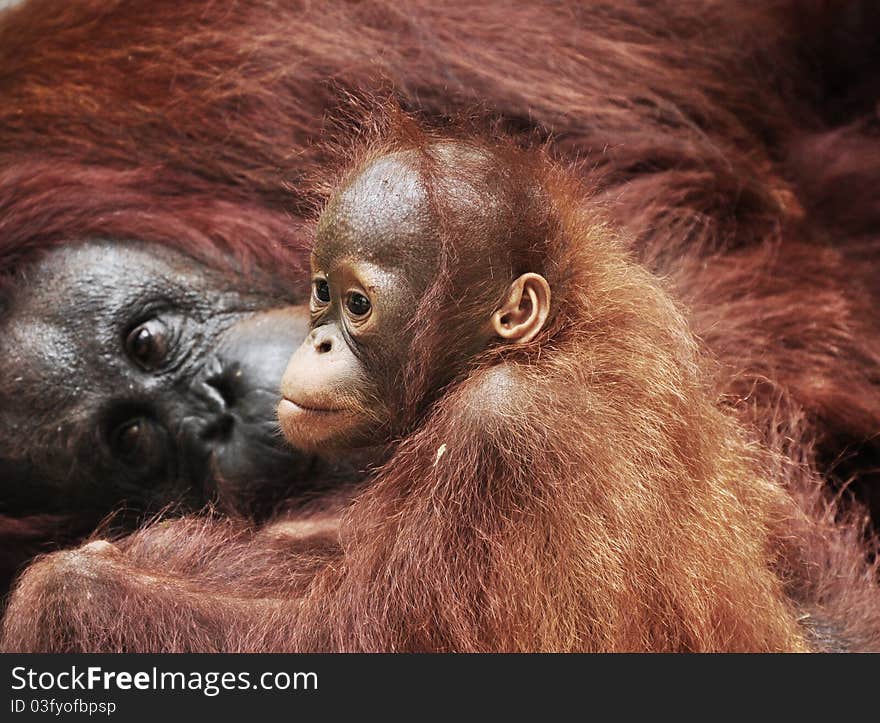 Baby Orangutan playing along side her mother, playful she seems, her movement is always under the eyes of the mother. Baby Orangutan playing along side her mother, playful she seems, her movement is always under the eyes of the mother.