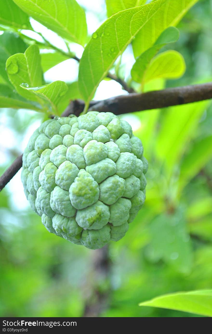 The custard apple is on tree of itself