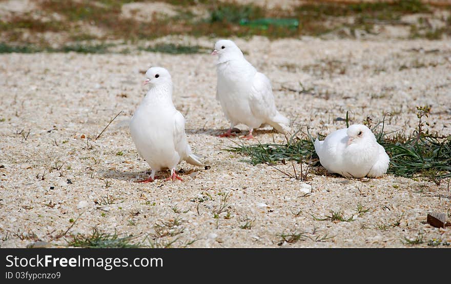 White pigeons on the sand