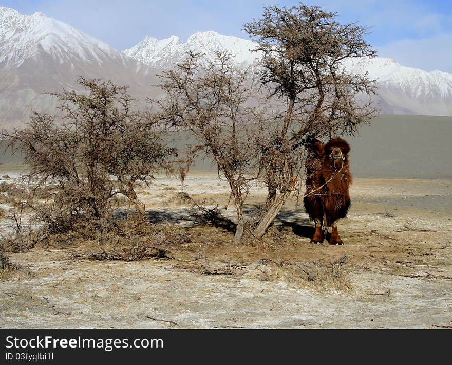 A double hump camel in the nubra valley of Ladakh Region, India