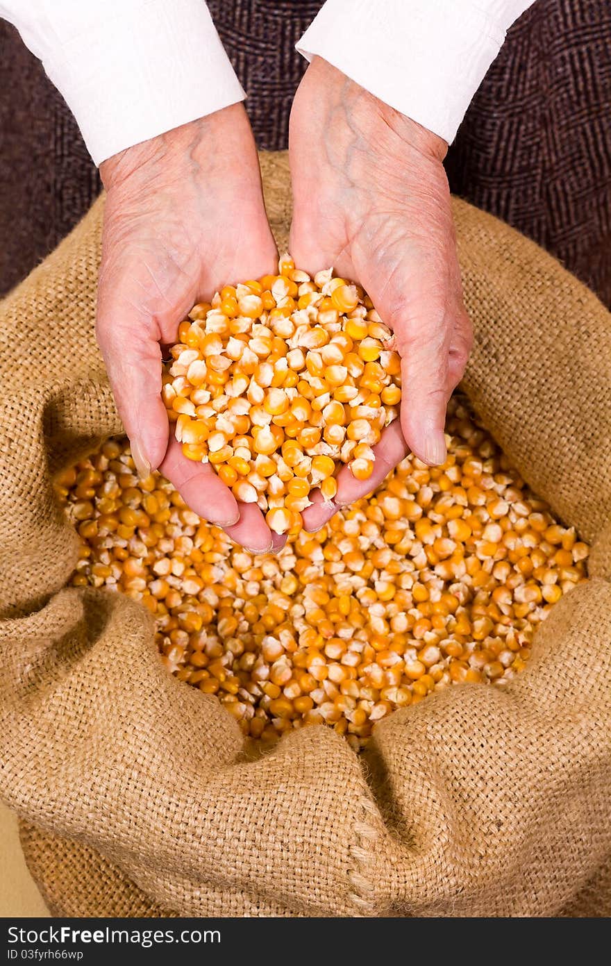 Old woman holding corn seeds in front os a sack