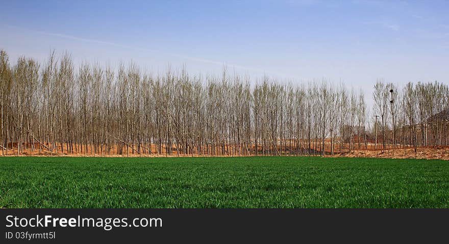 Wheat fields