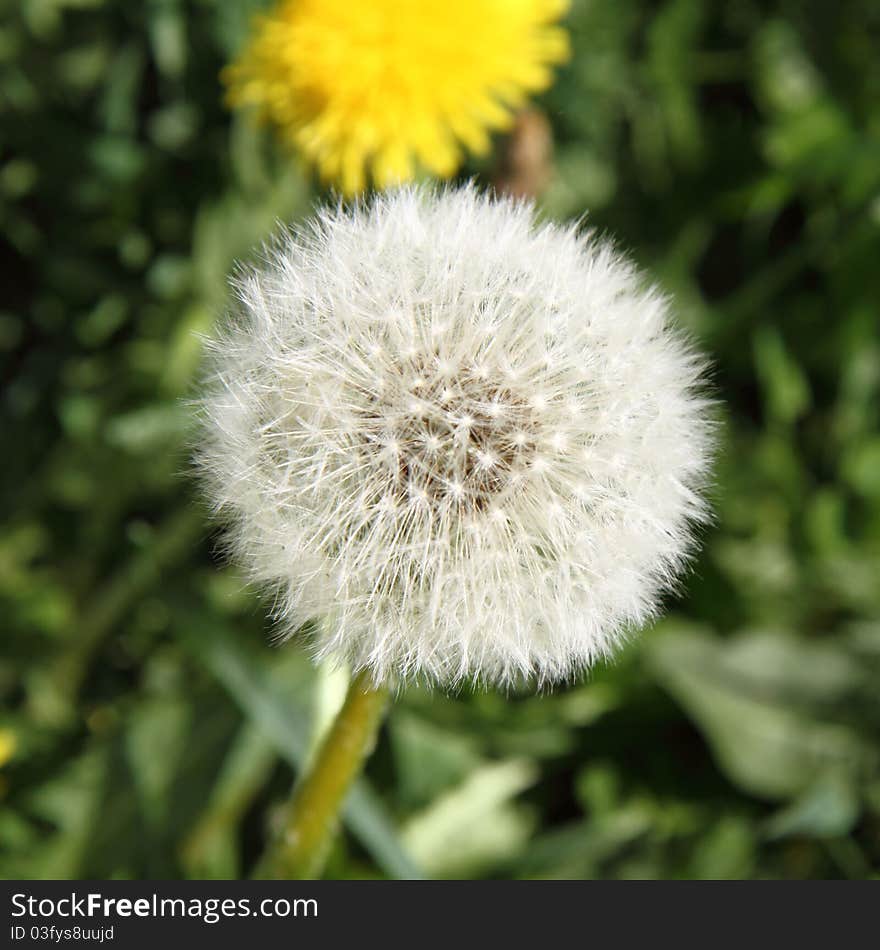 Taraxacum seedhead in close up