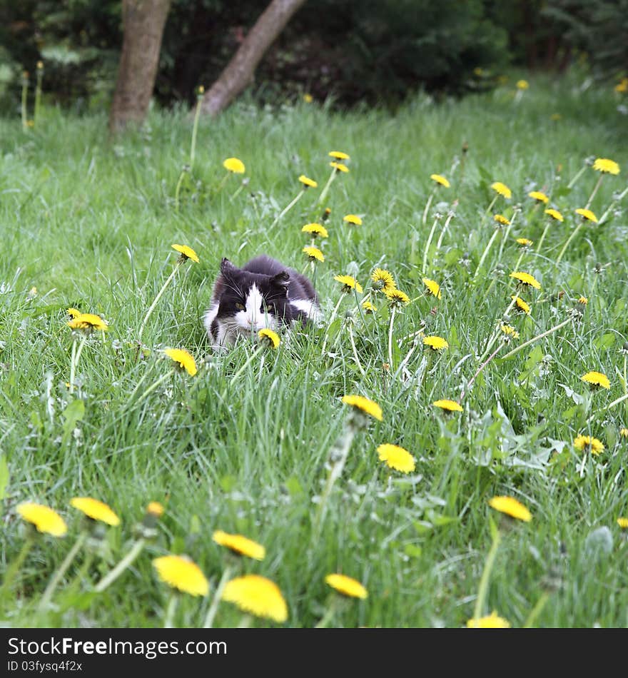 Cat on a lawn among dandelion flowers