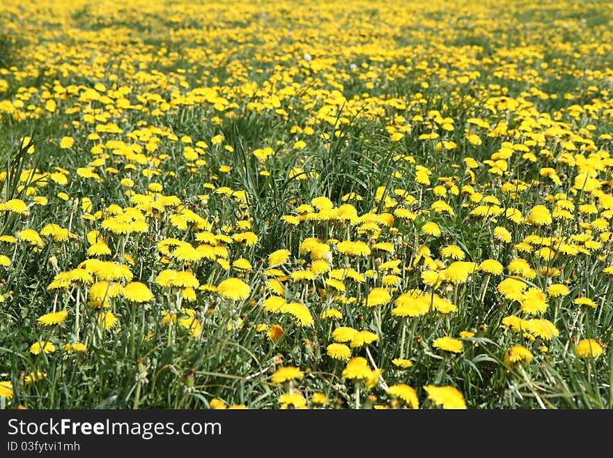 Dandelion flowers blooming on a meadow. Dandelion flowers blooming on a meadow