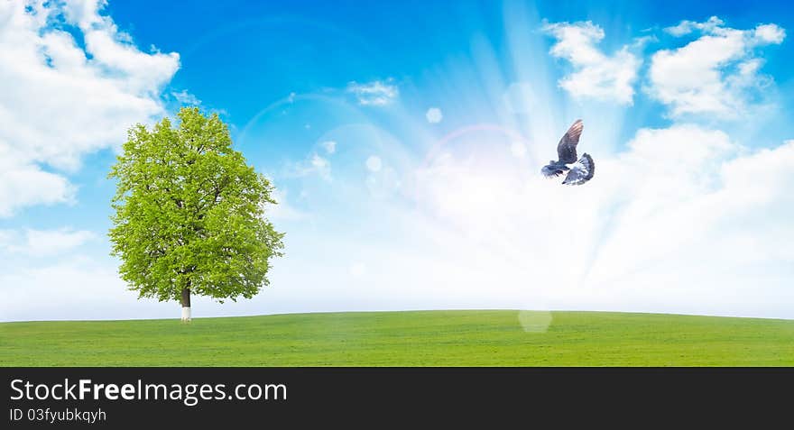 Flying dove over a field of grass