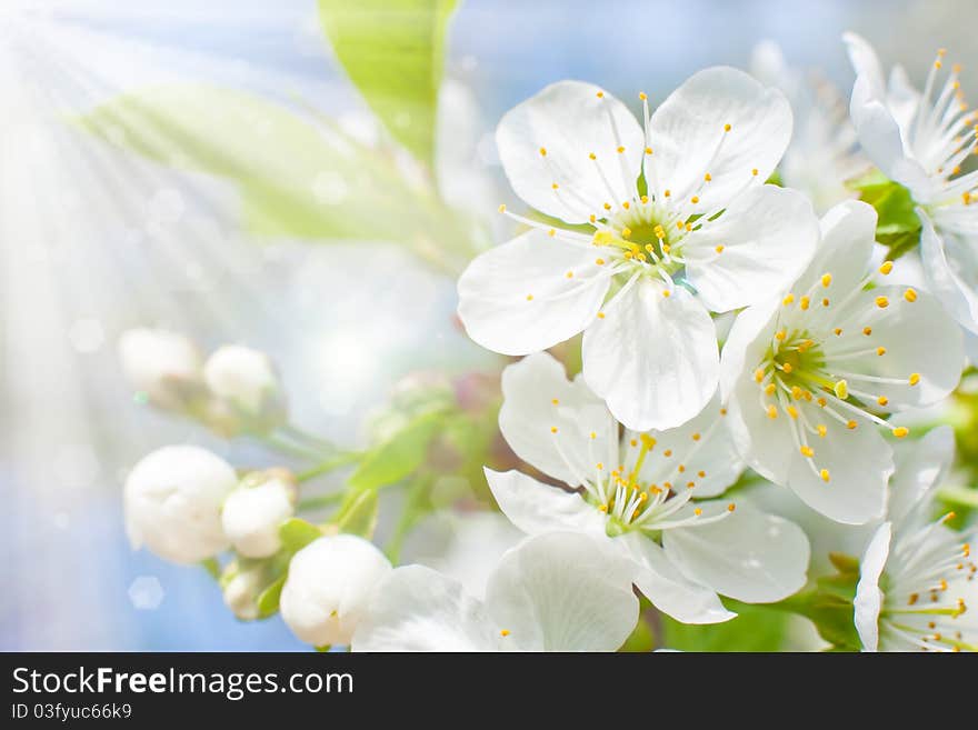 The Cherry blossoms. Spring awakening. The Cherry blossoms. Spring awakening