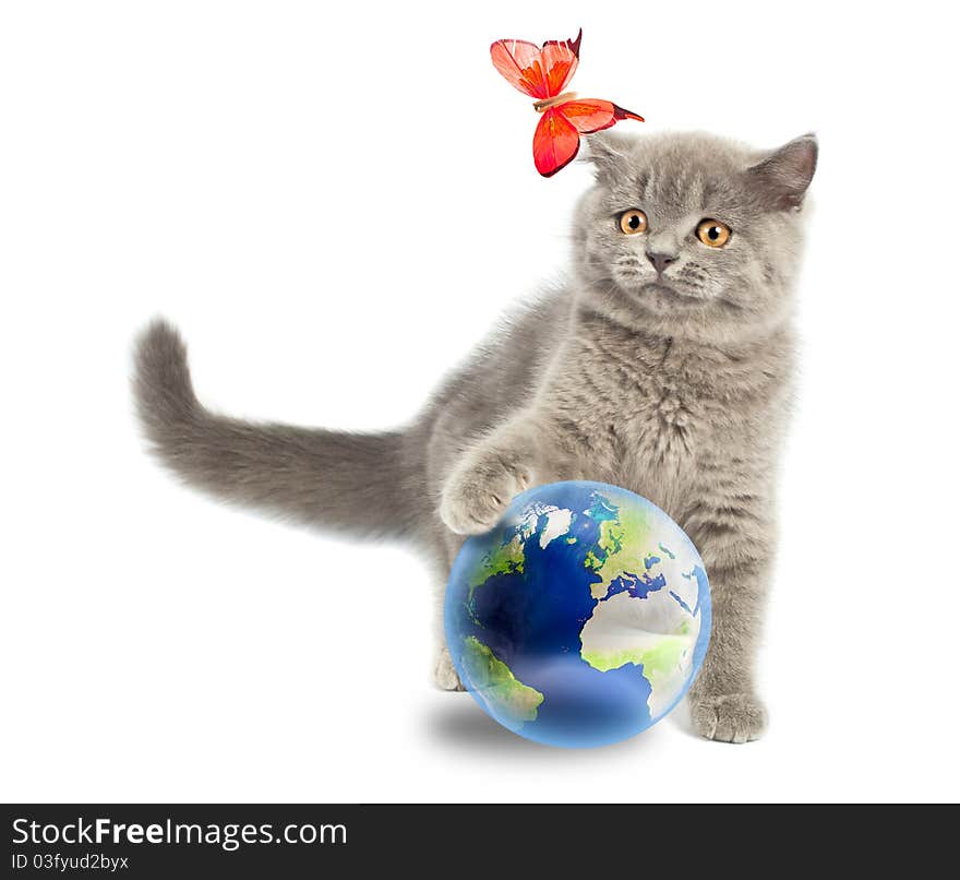 British kitten playing with earth planet isolated on white