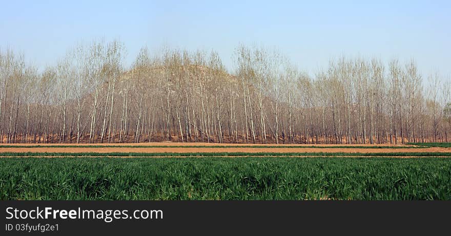 Wheat Fields