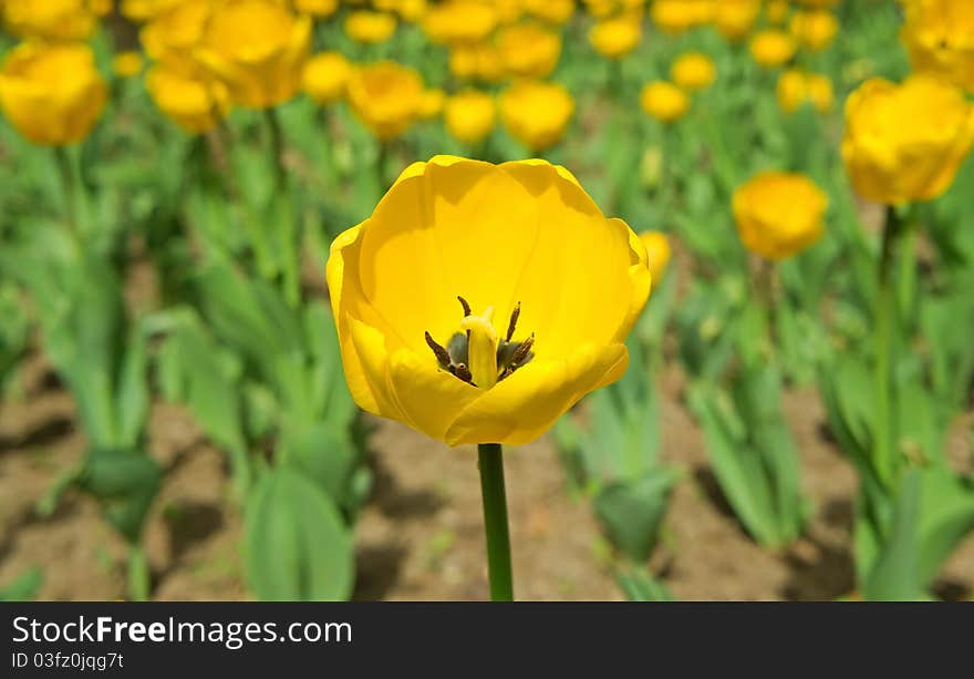 Tulip yellow