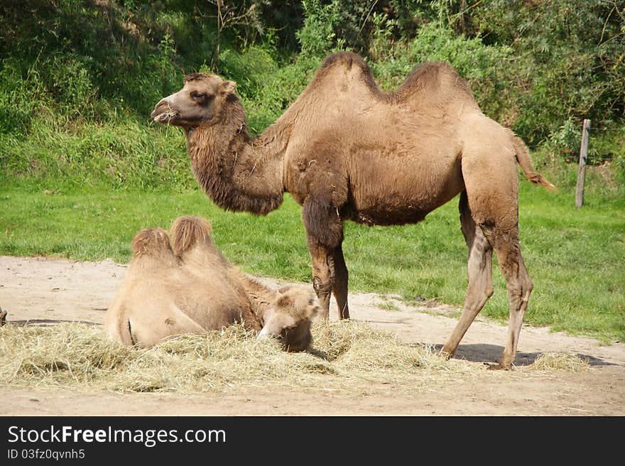 Camel and Young