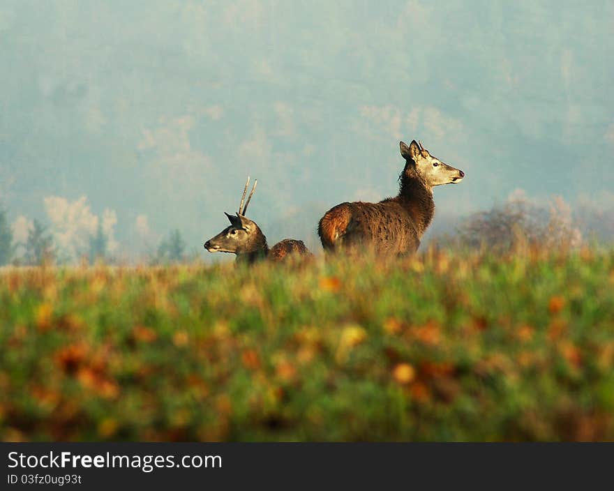 Cervus elaphus