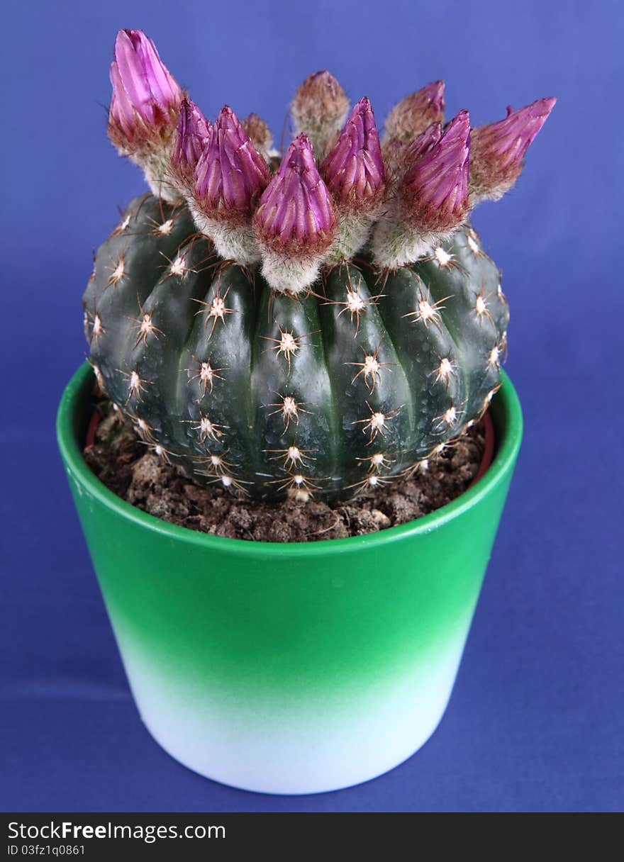 Cactus Plant