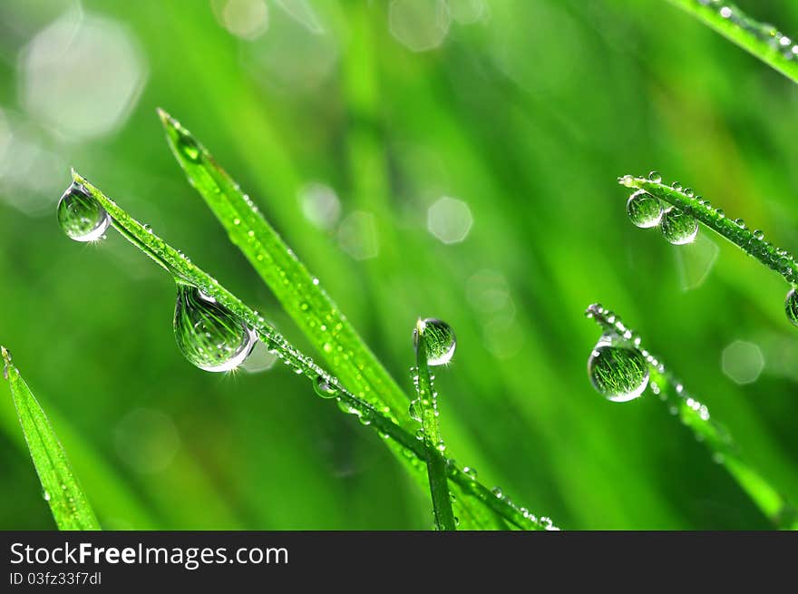 Fresh grass with dew drops close up. Fresh grass with dew drops close up