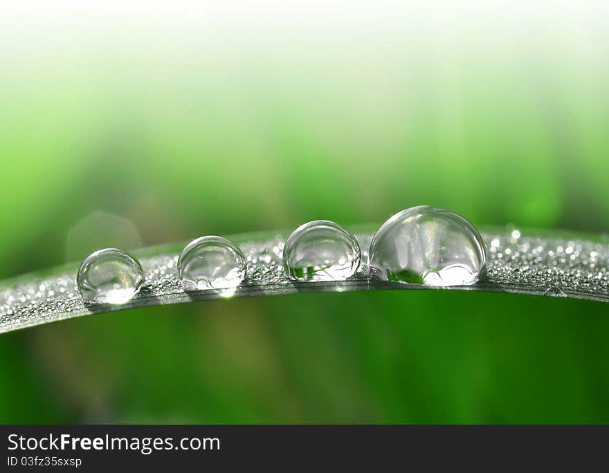 Fresh grass with dew drops close up. Fresh grass with dew drops close up