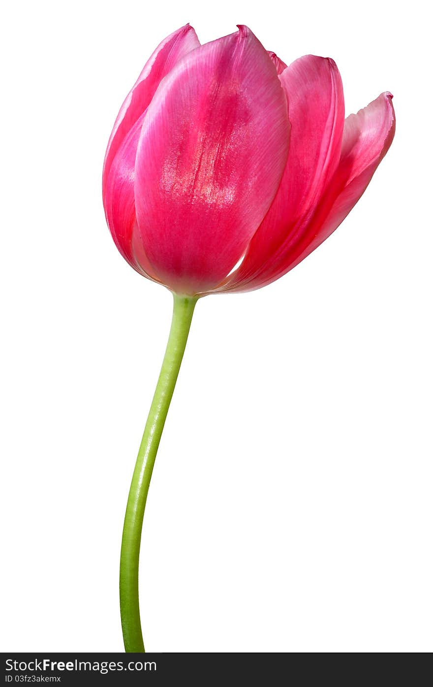 Tulip