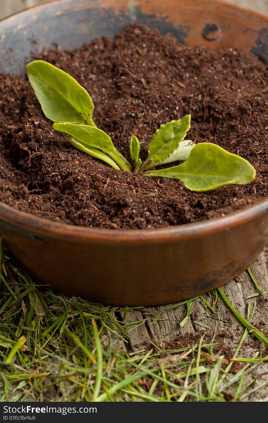 Young seedling growing in a soil in old metall bowl