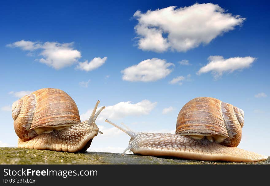 Garden snail (Helix aspersa) and clouds. Garden snail (Helix aspersa) and clouds