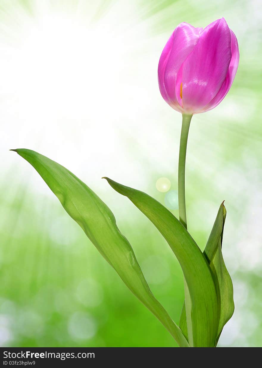 Tulip