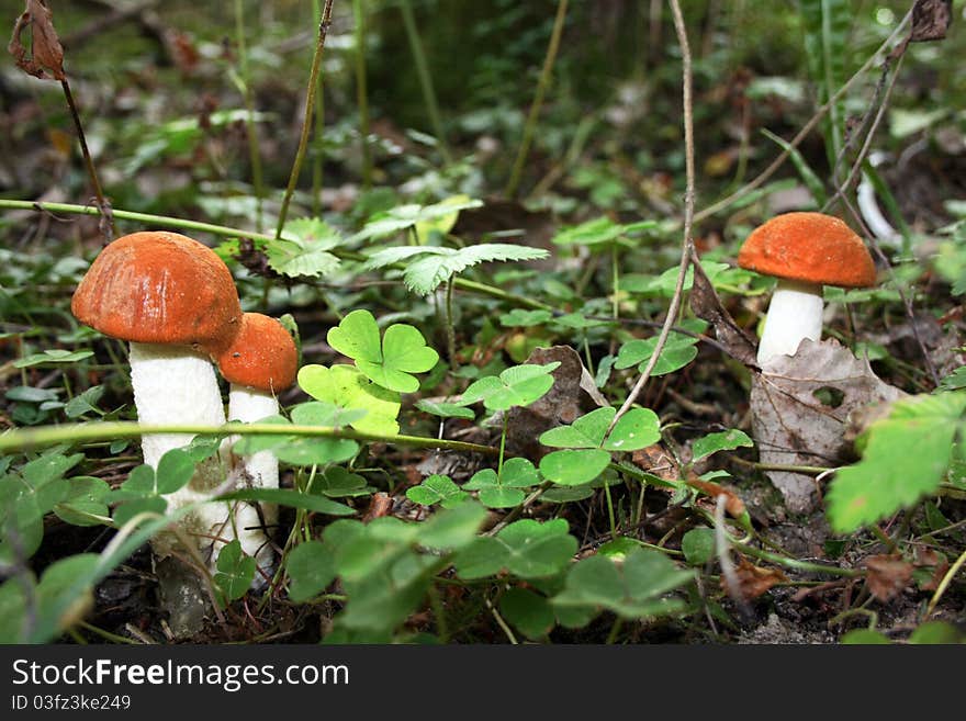 Orange fungus growing