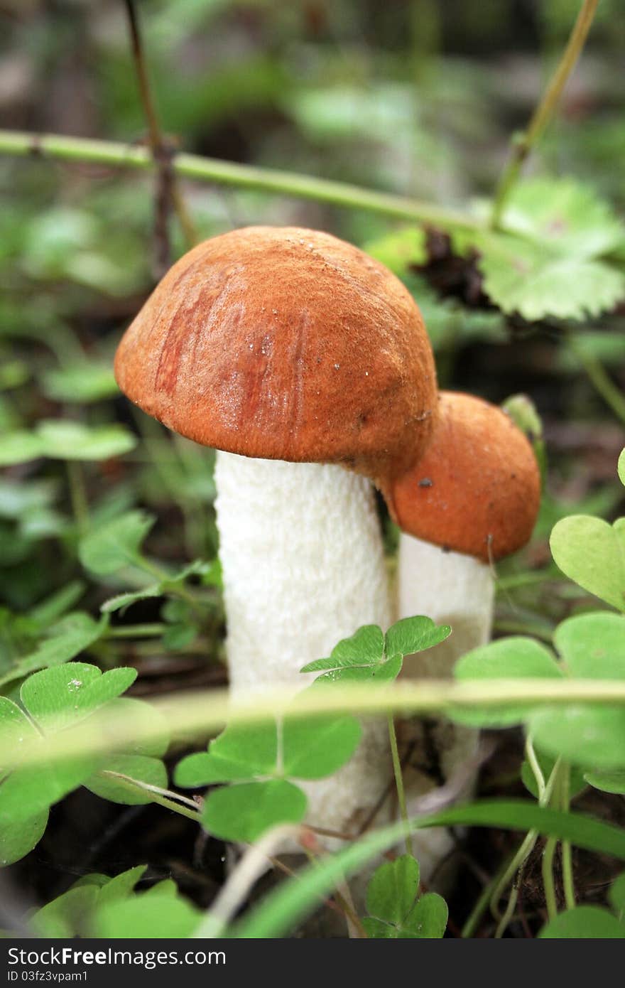 Orange-cap fungus