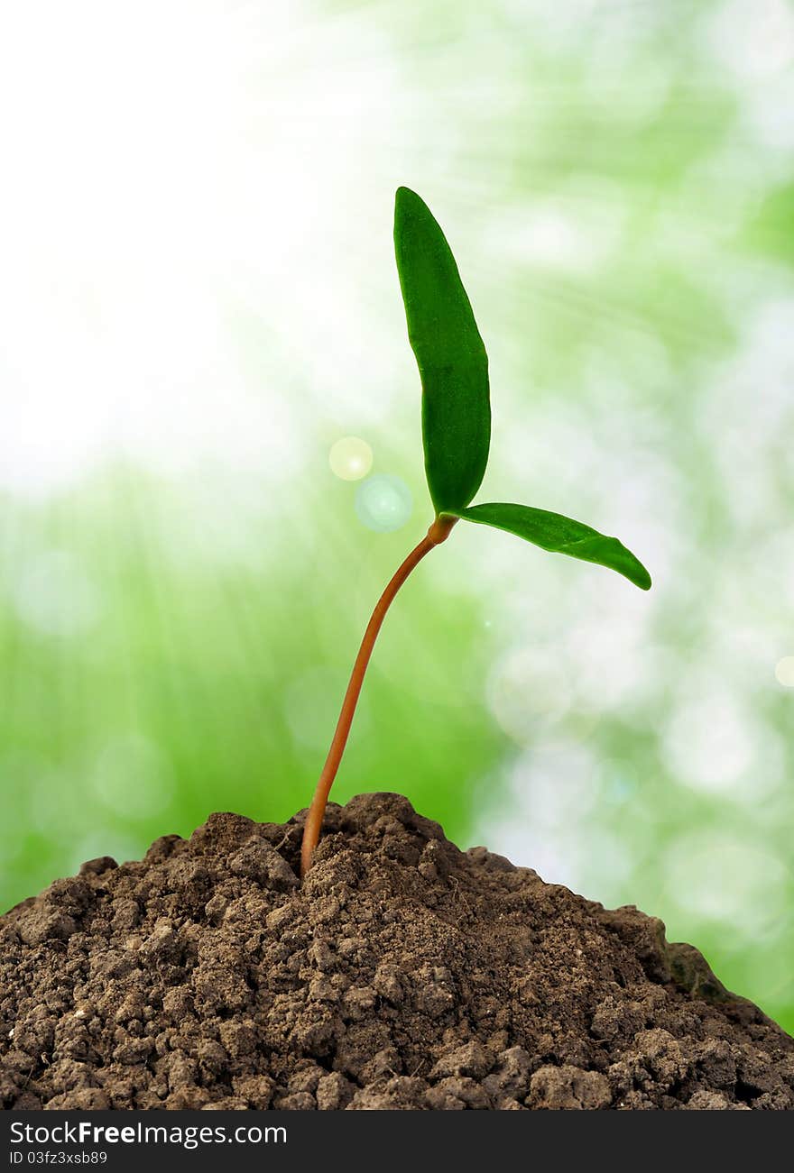 Growing green plant with blurred background