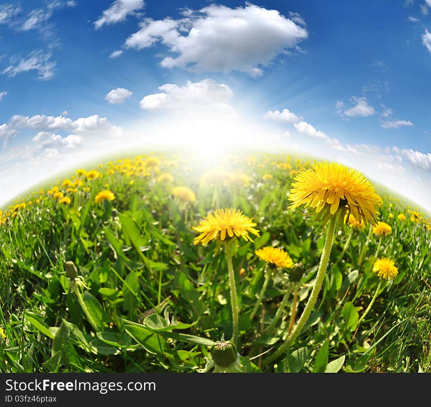 Beatiful dandelions in the meadow