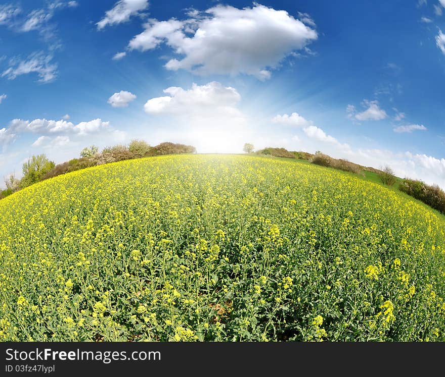 Fisheye view of rapeseed field. Fisheye view of rapeseed field