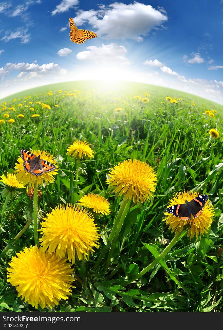 Dandelions with butterfly in the meadow