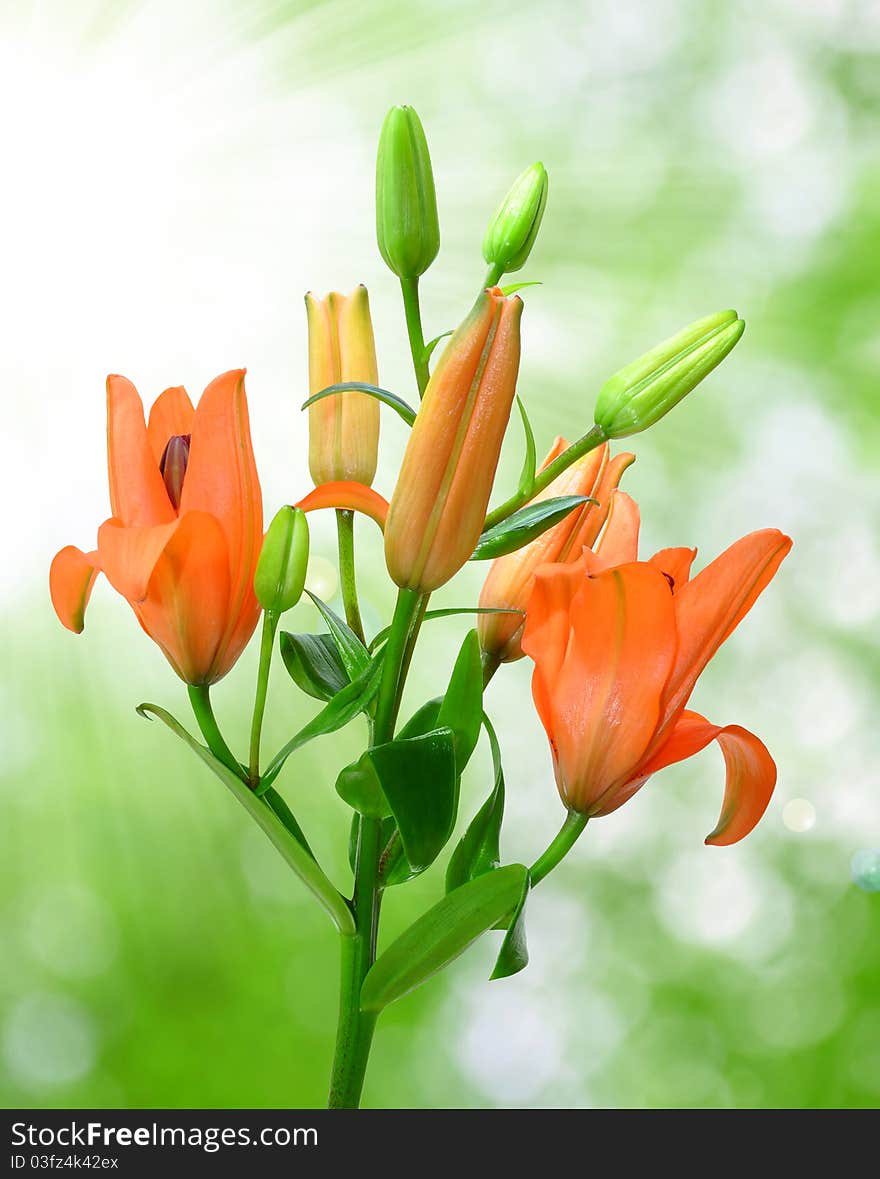 Flower lili on blurred background. Flower lili on blurred background