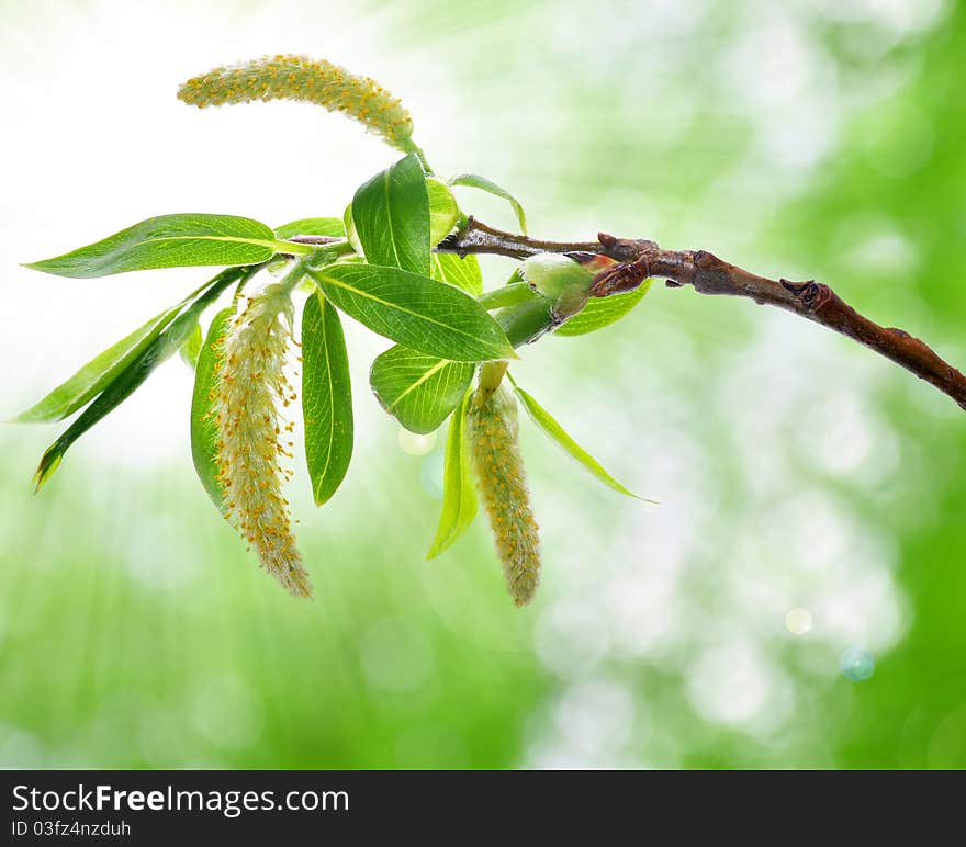 Spring branch on the blurred background