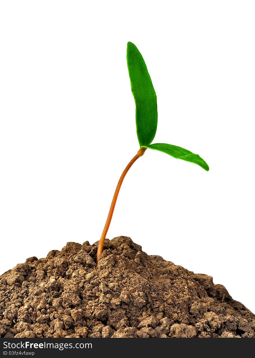 Growing green plant on the white background