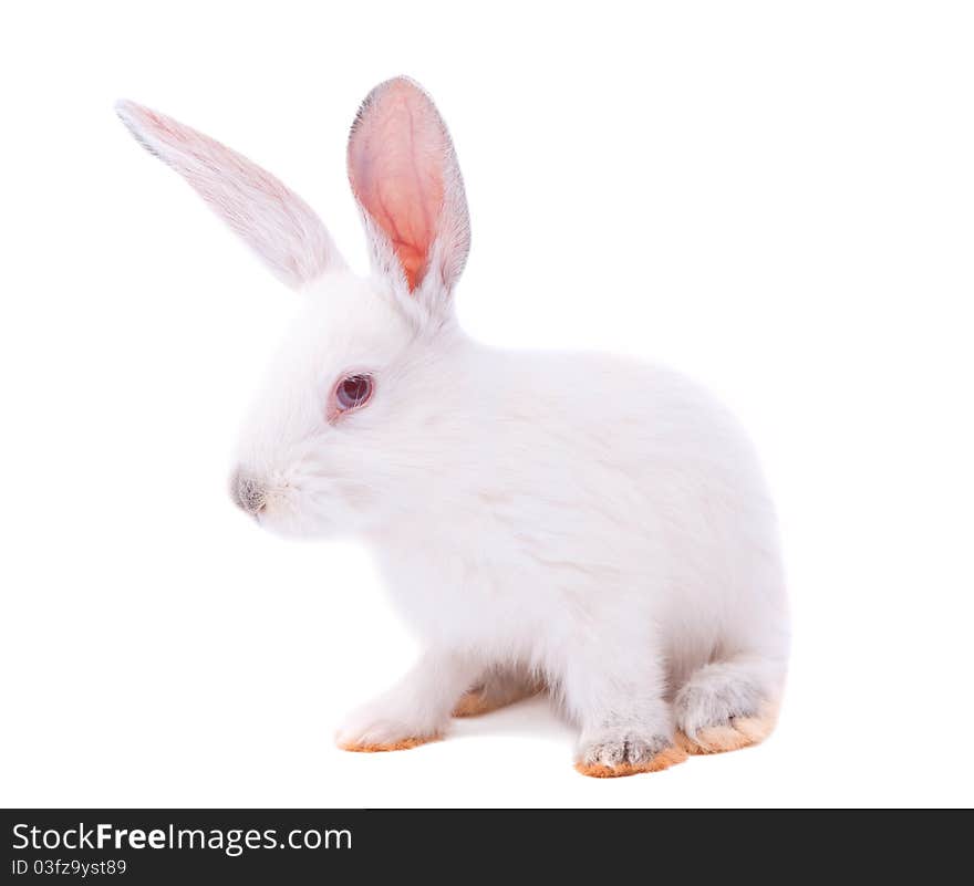 Rabbit on a white background. Rabbit on a white background