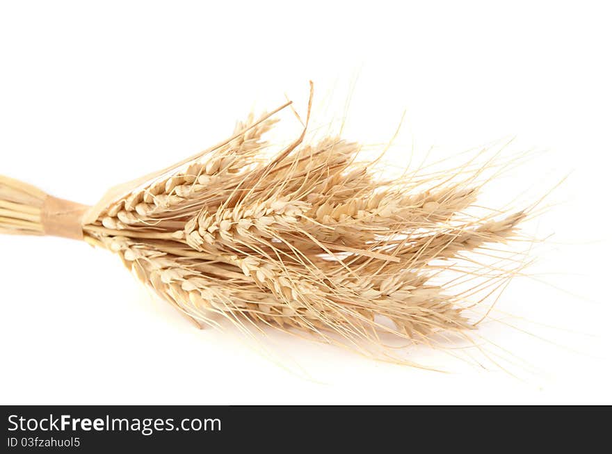 Ears of wheat