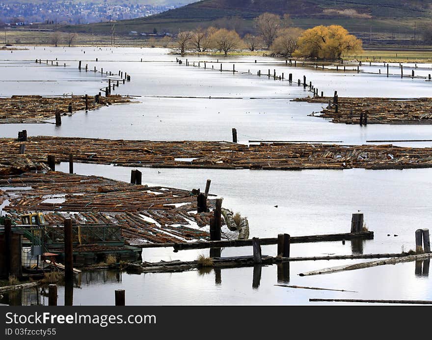 Logs Soaking in a Lake