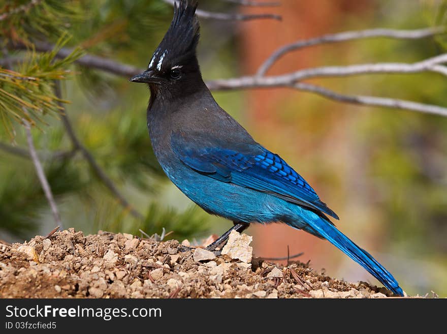 Blue Jay, Bryce National Park. Blue Jay, Bryce National Park