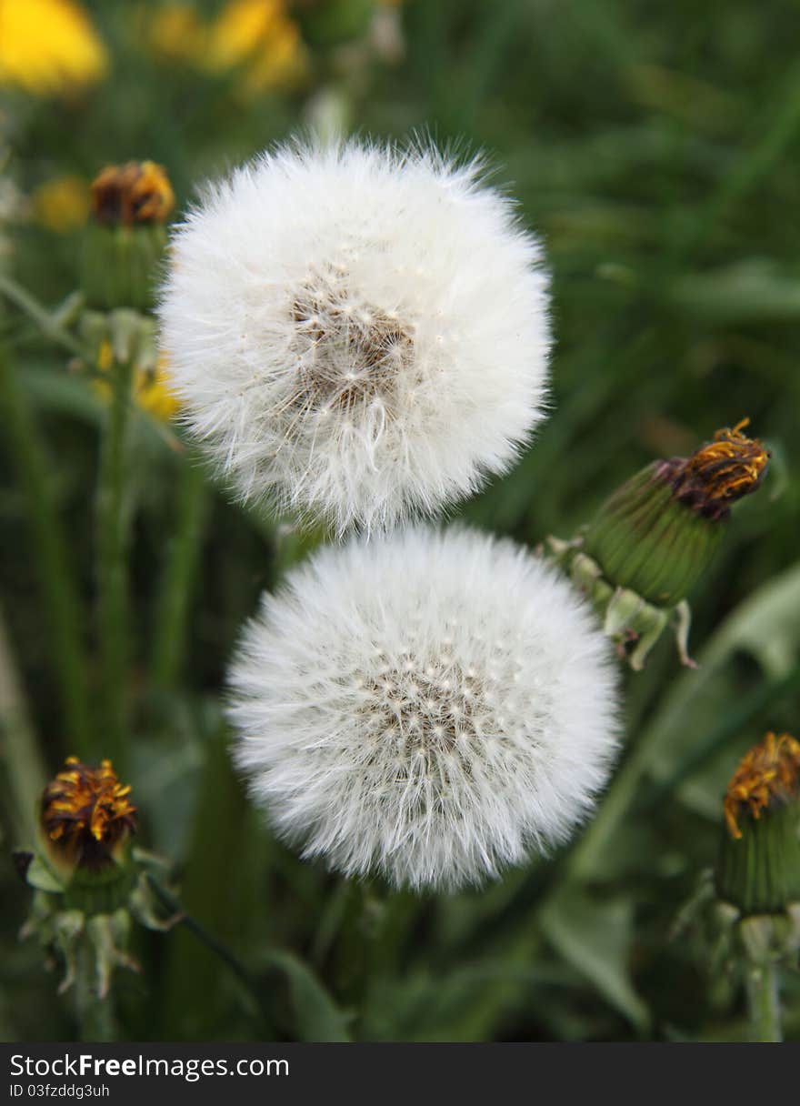 Dandelion's blow -ball in close up