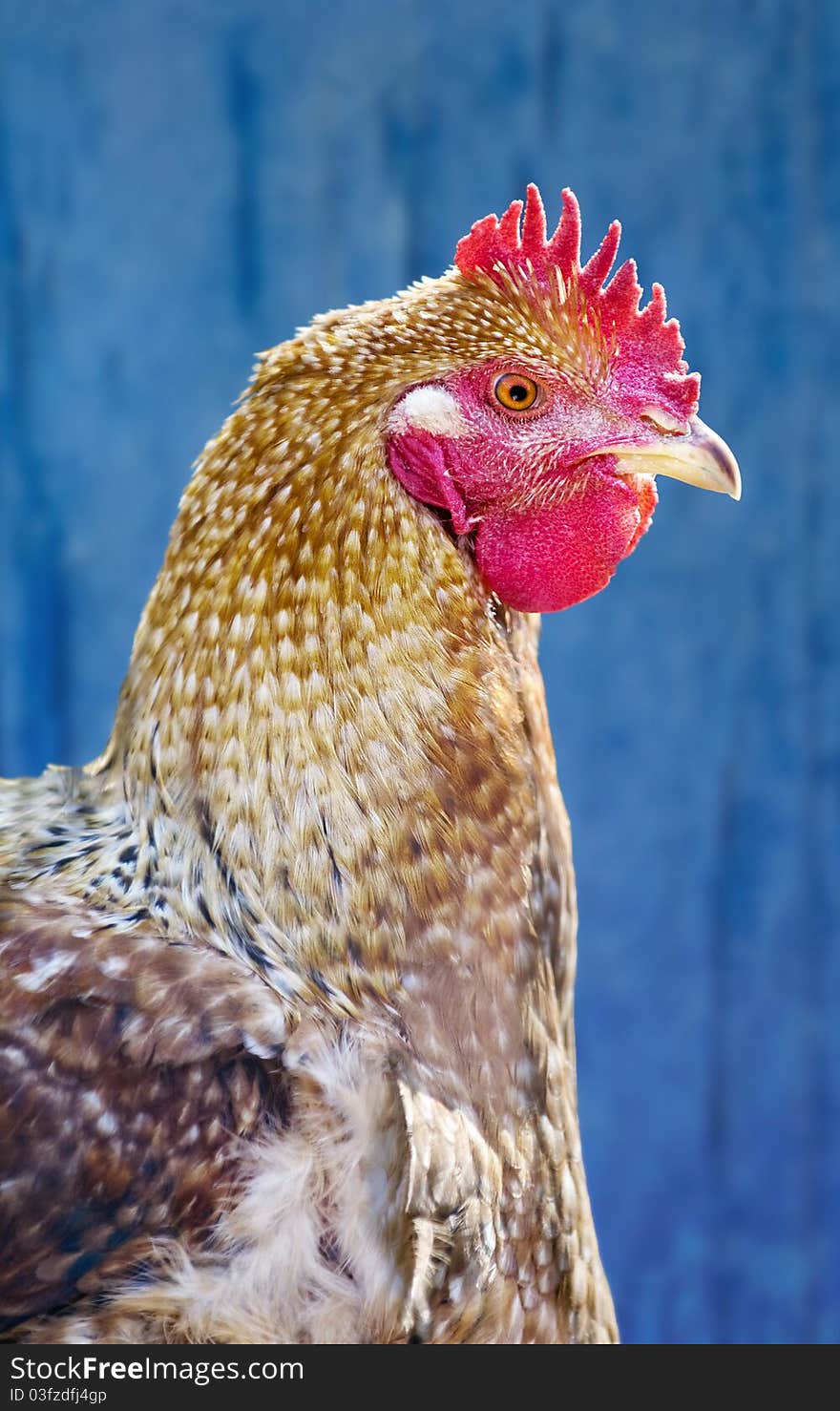 Hen against blue wooden wall