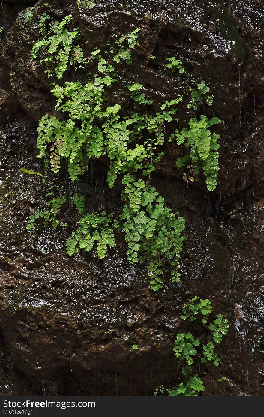 Black wet rock covered with green plants