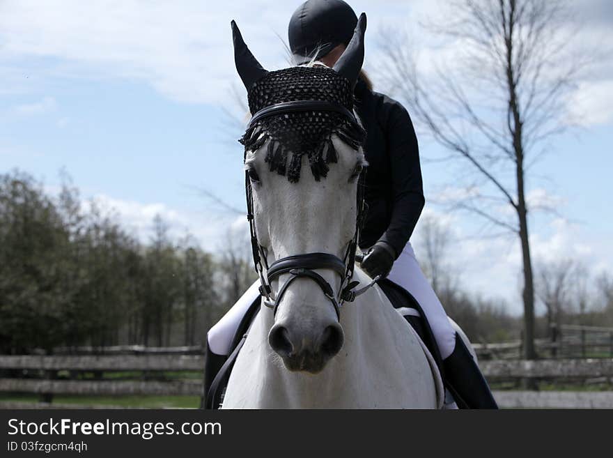 Portrait shot of a dressage rider and her white horse with an ear bonnet on to keep bugs away while schooling in the arena. Portrait shot of a dressage rider and her white horse with an ear bonnet on to keep bugs away while schooling in the arena.