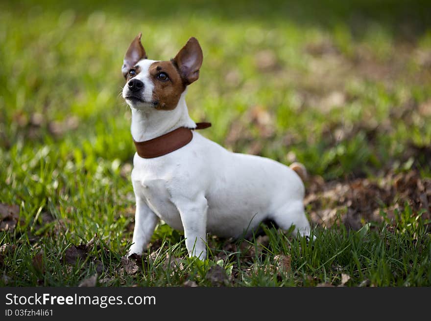 Jack russel terrier playing in park