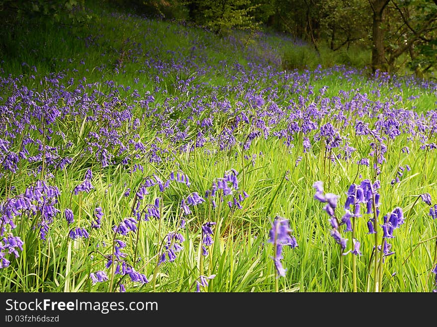 A Spring Meadow of Bluebells