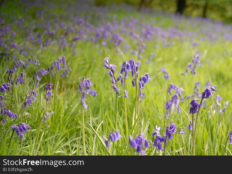 A Spring Meadow of Bluebells