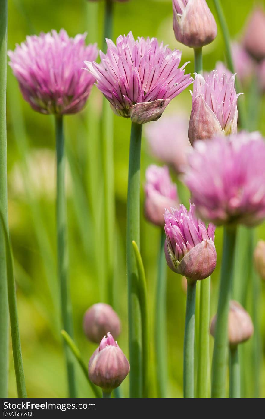 Chives (Allium schoenoprasum) close-up