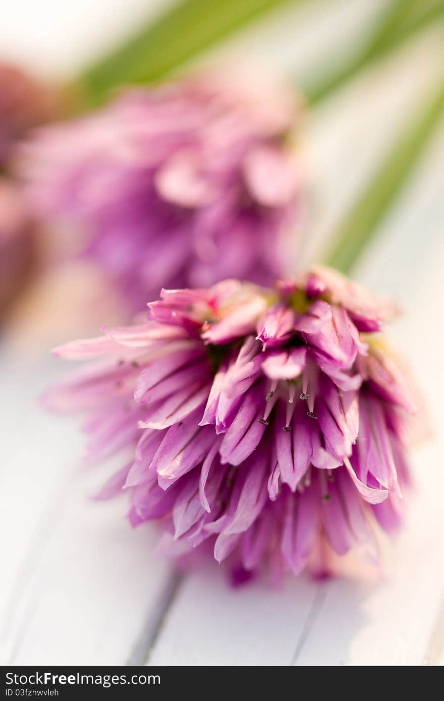 Close up of chive blossom. Close up of chive blossom